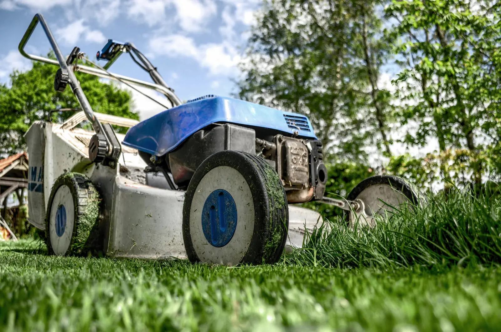 Close-up of a lawn mower cutting thick green grass on a sunny day