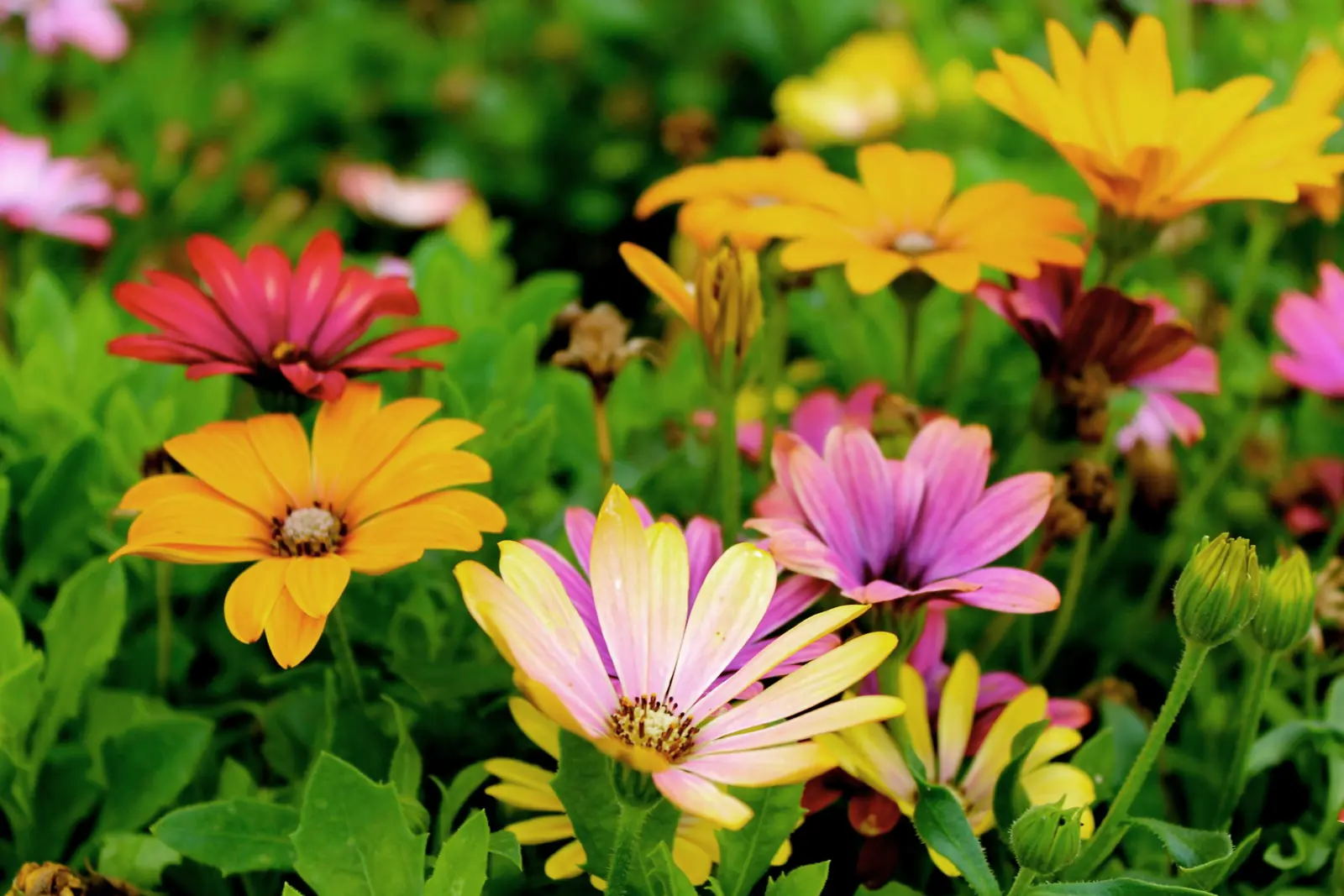 Colorful daisies blooming in a planted garden bed