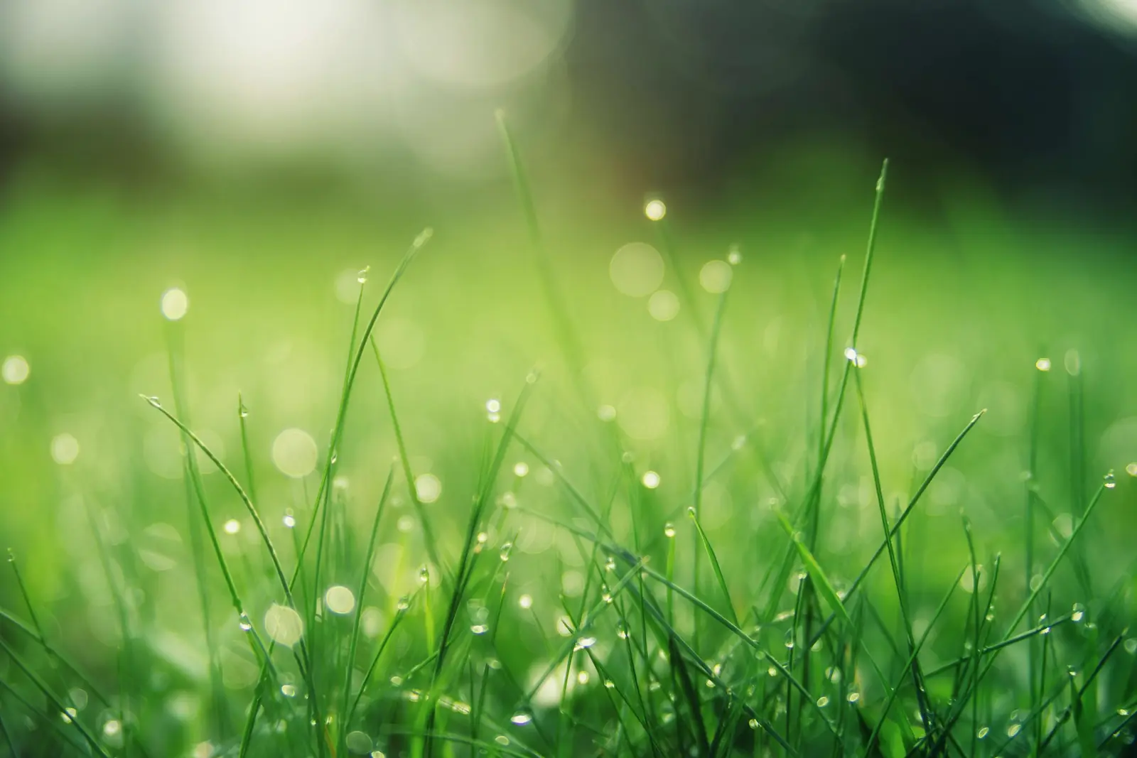 Young grass blades with dew catching the morning light