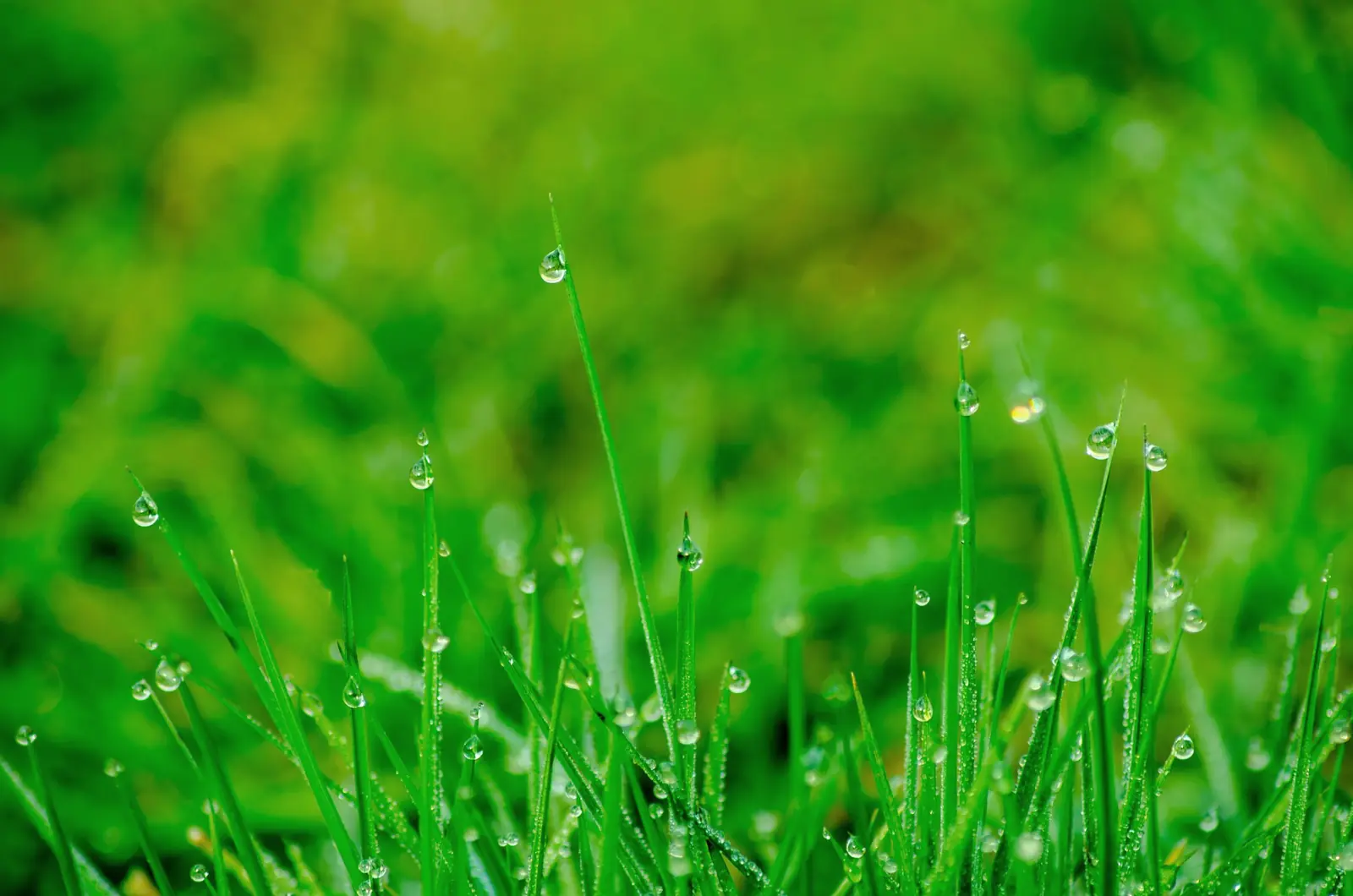 Close-up of thick green grass blades with morning dew